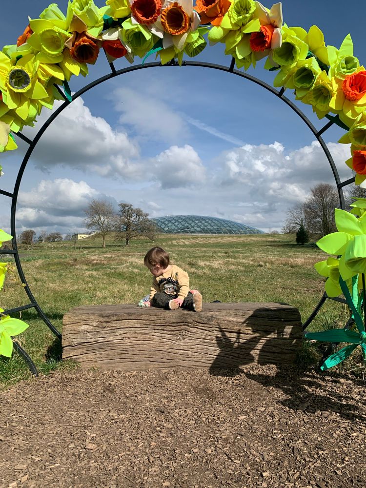Little boy sitting on a wooden stump surrounded by an arch of daffodils. The sky is blue with a few clothes and the great glass dome of the National Botanic Garden of Wales is in the background 