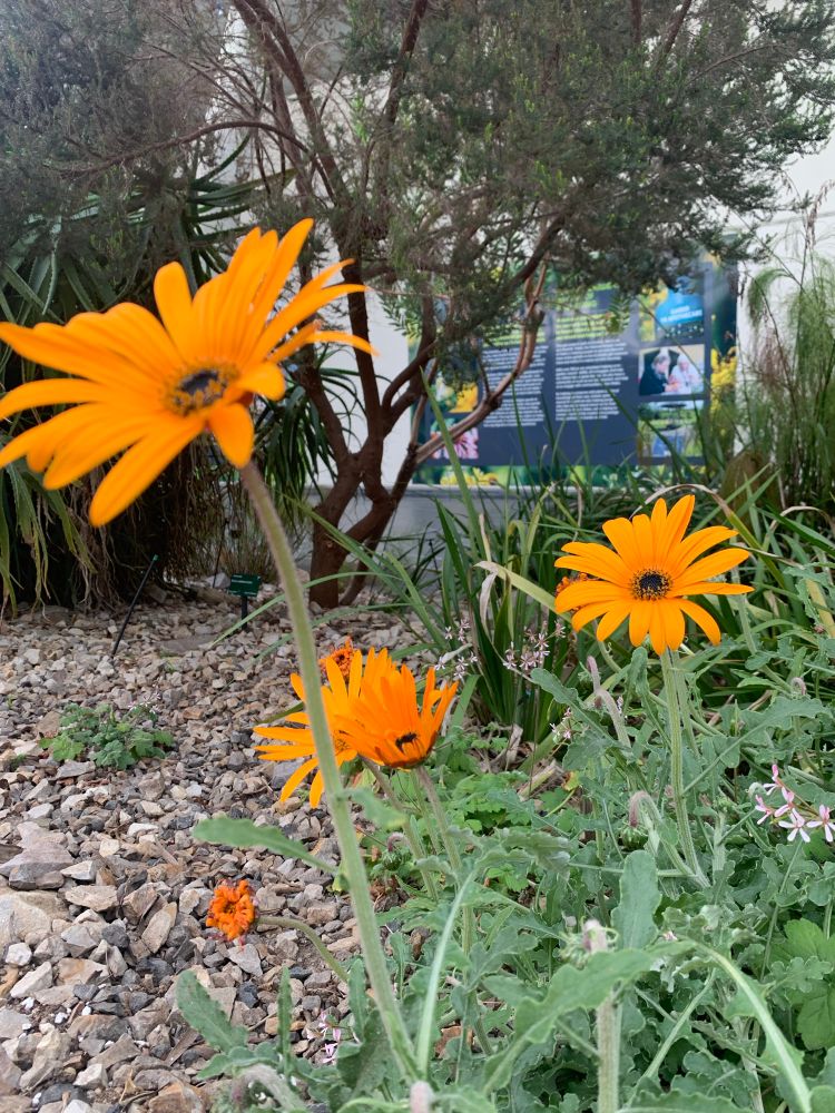 Exotic orange flowers which have a similar appearance to daisies close up 