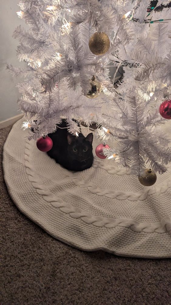 A small black Burmese mix cat sitting underneath a white Christmas tree with a white tree skirt looking like a cute void. Ornaments on the tree are gold and various colors of pink.