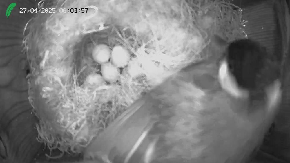 Great tit in a bird box with 7 eggs in the nest. 