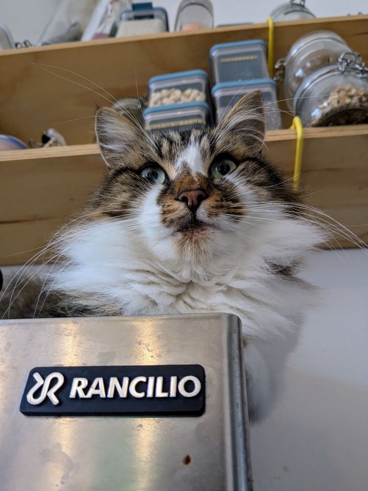 Doofus cat sat on top of coffee machine 