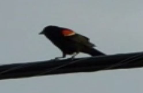 Comment image