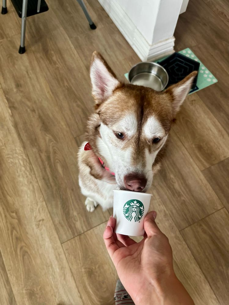 A reddish-brown husky enjoys whipped cream inside of a white demitasse cup with the Starbucks logo facing the viewer.