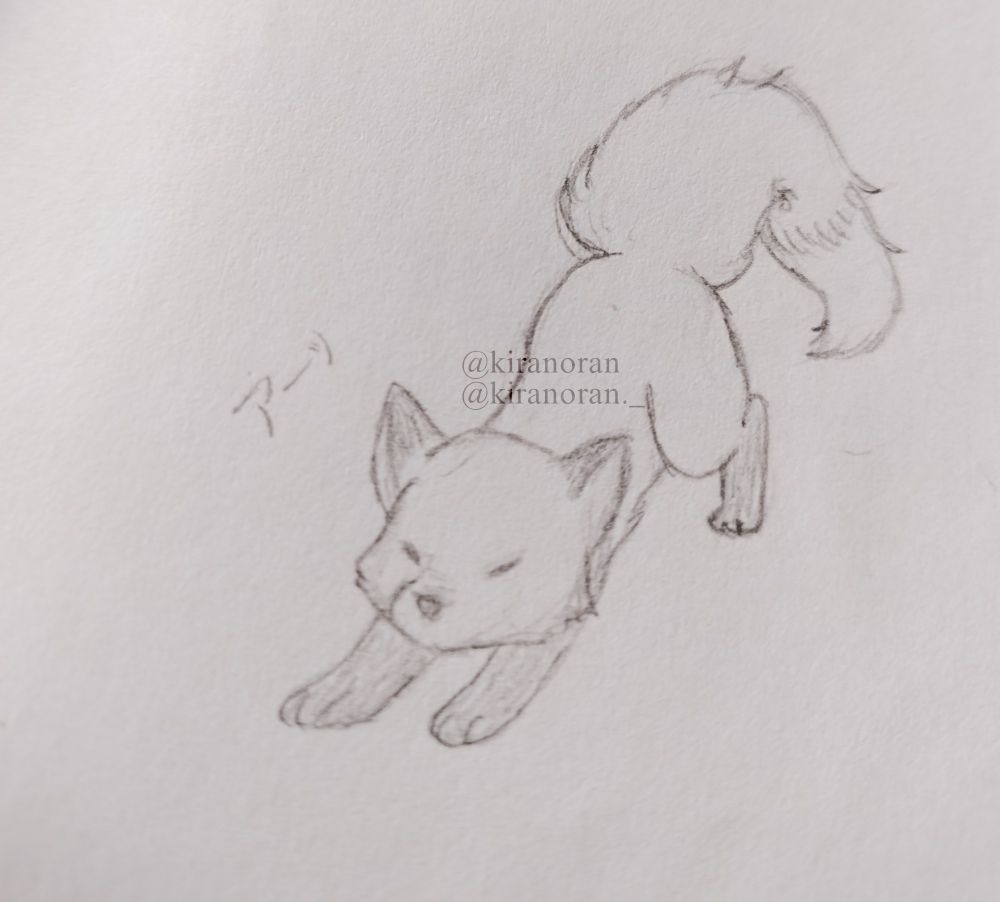 The picture shows the pencil drawing of a fox cub stretching 