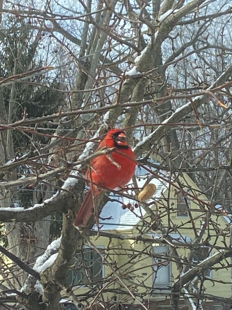 Mr. Cardinal