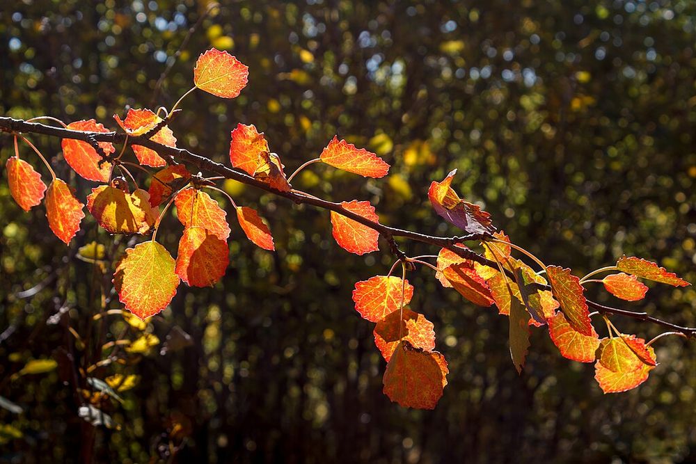 Picture of aspen leaves on a branch
