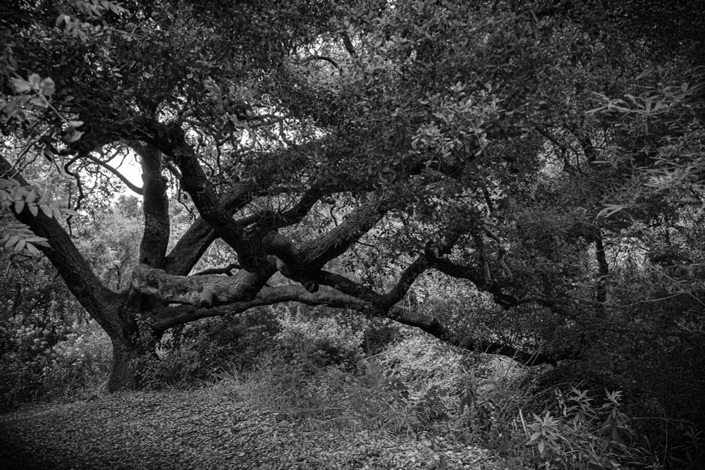 Monochrome photo of a sprawling tree with bright hazy backlight, all blending into a tapestry of surrounding foliage and vegetation.