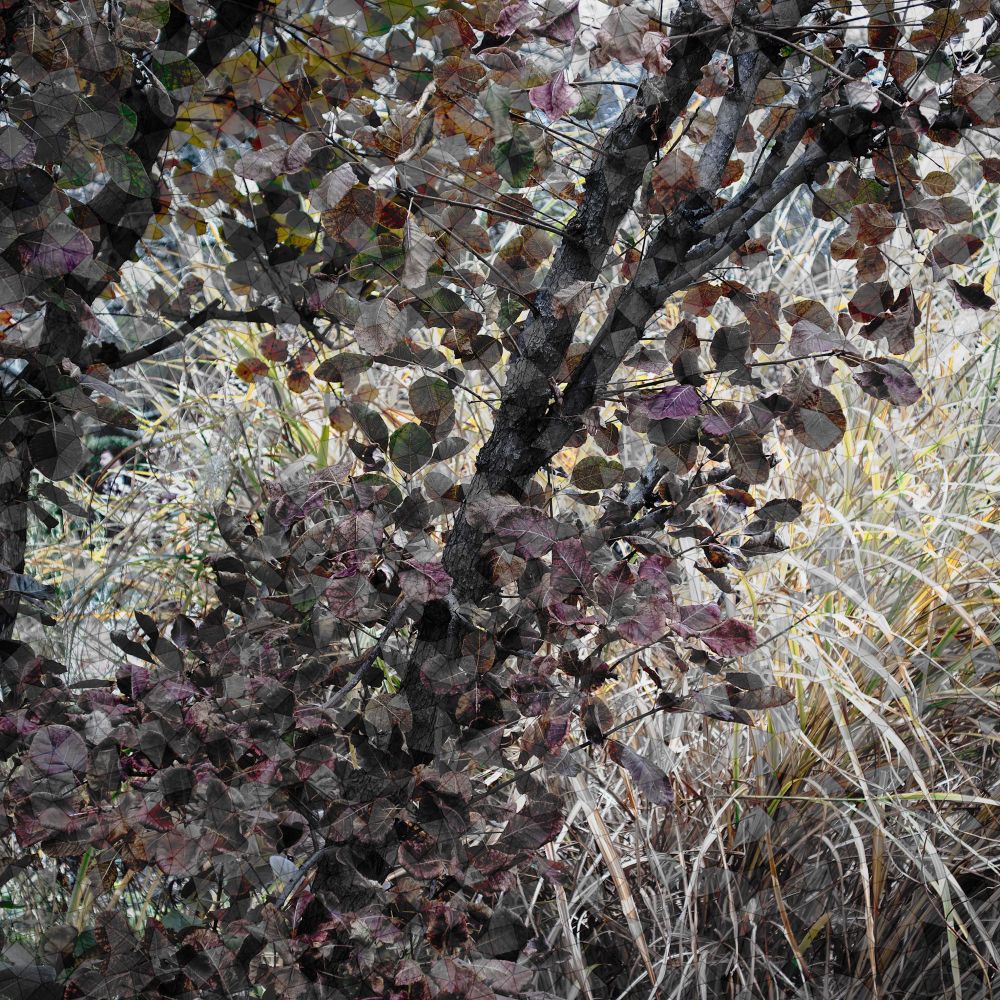 Woodland scene from Central Park NYC tessellated in color and #Monochrome.