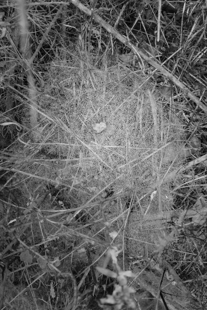 #ClassicMono photo of a dewy web amongst the grass and sticks along the Escondido Falls trail. Sony RX 100m3. #BlueSkyArtShow