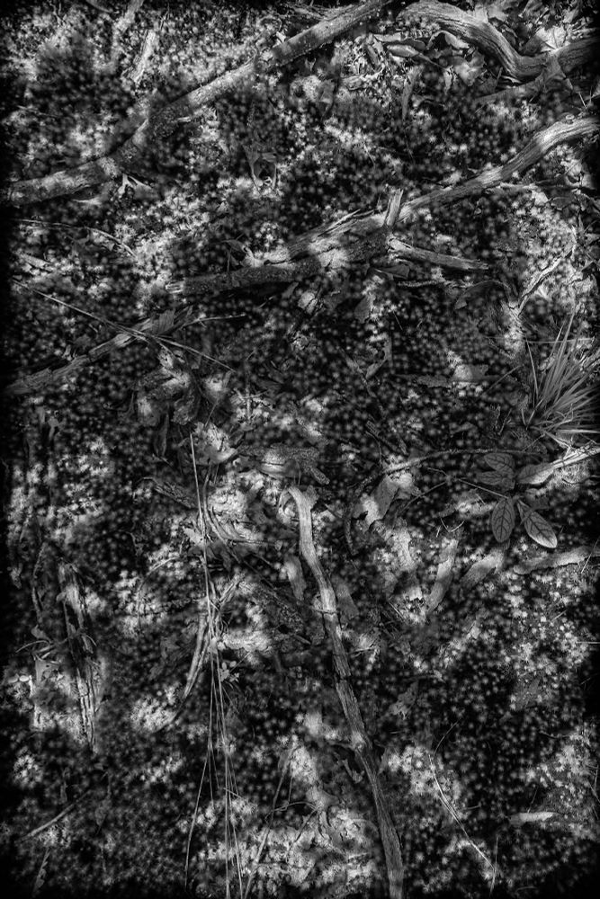 #Monochrome photo of a mossy forest floor with twigs strewn in a mystical arrangement. Sony RX100m3. 