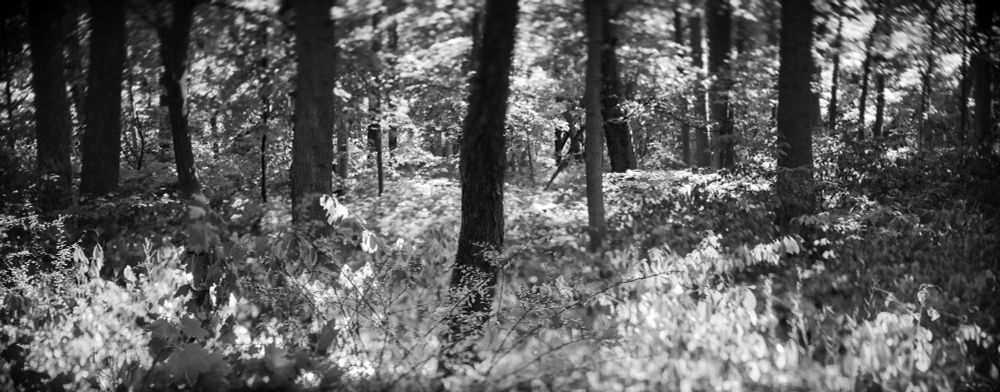 Monochrome panoramic photo of a sunlit woodland scene shot in three frames with a skewed focal plane from a tilt-shift lens creating random focus points for a dreamy, impressionistic effect.
