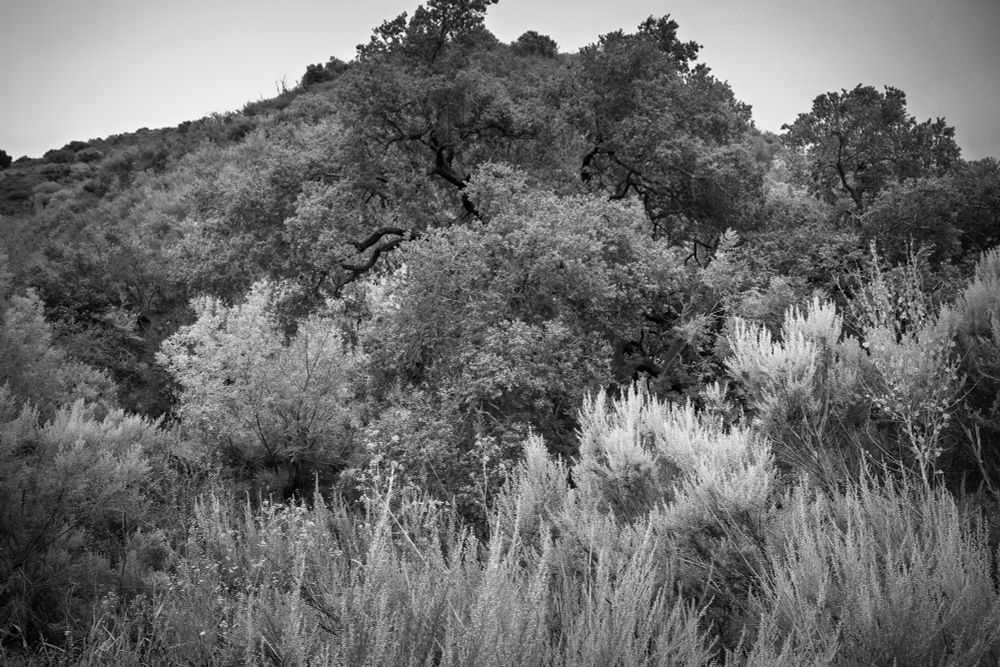 Monochrome photo with highly differentiated areas of vegetation, a glorious pile of nature.