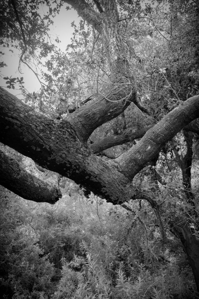 #ClassicMono photo of a close-cropped view of thick, low hanging trunk and branches. The trunk underside is charred, probably from recent wildfires. Fresh growth coming from the ground. Sony RX100m3.