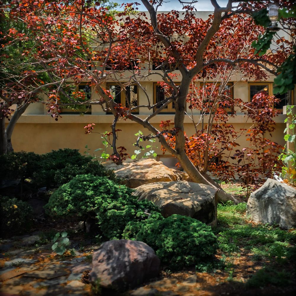 Lush view of a garden area at Hollyhock House. Boulders and curvy trees in front of a row of windows.
