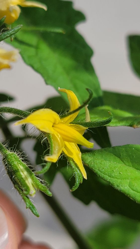 Tomato plant flower, a vibrant yellow 5 petal flower, yet delicate and ringed by the dark green sepal and unopened buds of other flowers, the camera is zoomed in close enough to see the fine trichome hairs all over the sepals and some of the finer leaves.