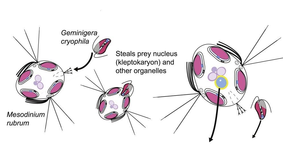 image/jpeg a graphic drawing of Mesodinium rubrum of a round organism with extended spines consuming a Geminigera cryophila cell that has two flagella. Text reads "Steals prey nucleus (kleptokaryon) and other organelles. Final diagram shows organelles inside the cell.
From Johnson et al. 2023. 
https://doi.org/10.1016/j.cub.2023.01.027