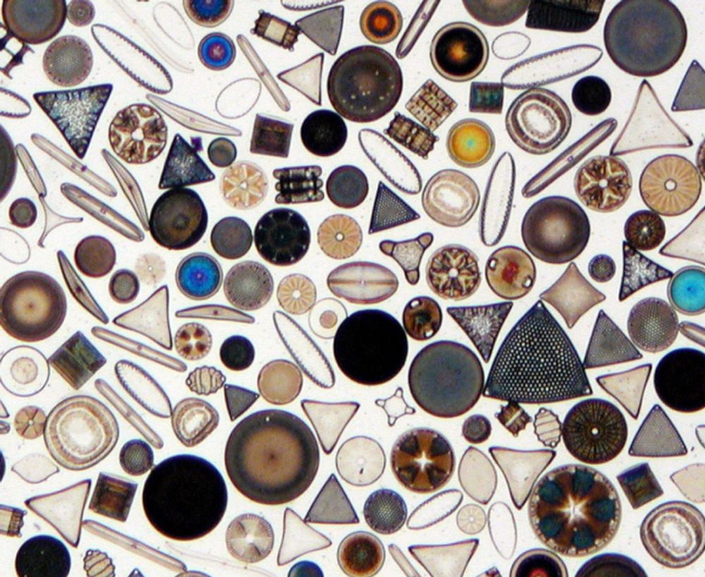 image/jpeg a wide diversity of shapes of coloured glass shells are seen in a microscopic image. CC BY-SA 4.0.