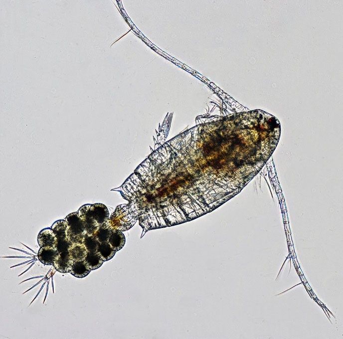 image/jpeg a microscope photograph of a shrimp-like organism with long antennae carrying a dark egg filled sac on the tail. Calanoid copepod female CC BY-SA 4.0 Franz Neidl.