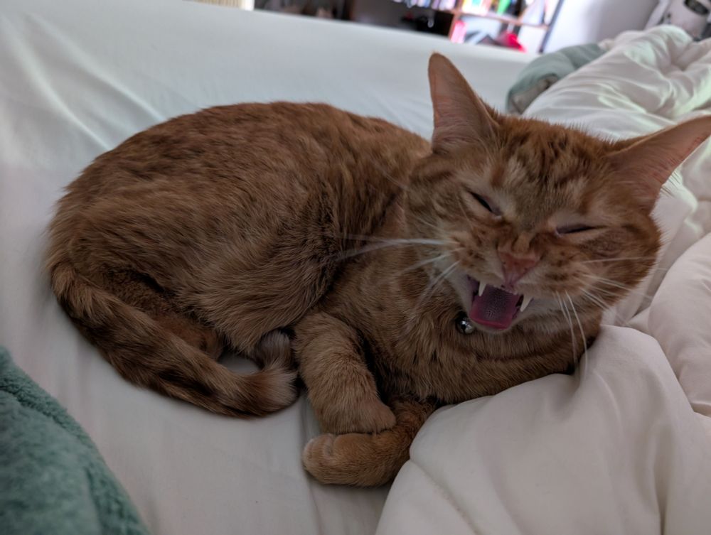 Giovanni, the orange cat, with tongue and teeth out at the apex of his yawn