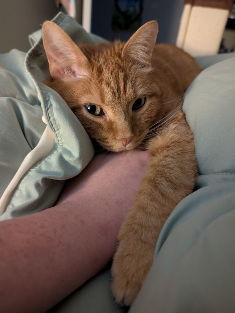 The orange cat is resting its head on a hand while wrapped in a blanket.