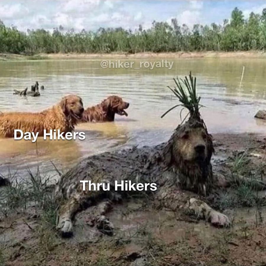 Picture of lake with 2 dogs in water (day hikers) and one on the bank covered in mud with a plant on its head (thru hikers)