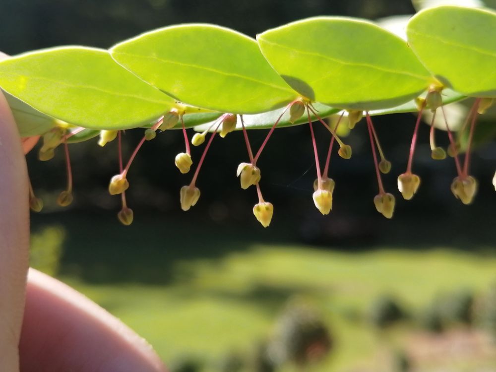 Detail photo of the lower side of a phyllanthoid branch of Phyllanthus rufuschaneyi. The leaves are lanceolate and disposed in two rows along the branch. Two or three male flowers (pedunculate) and one female flower (sessile) are connected to each leaf axil along the branch. 