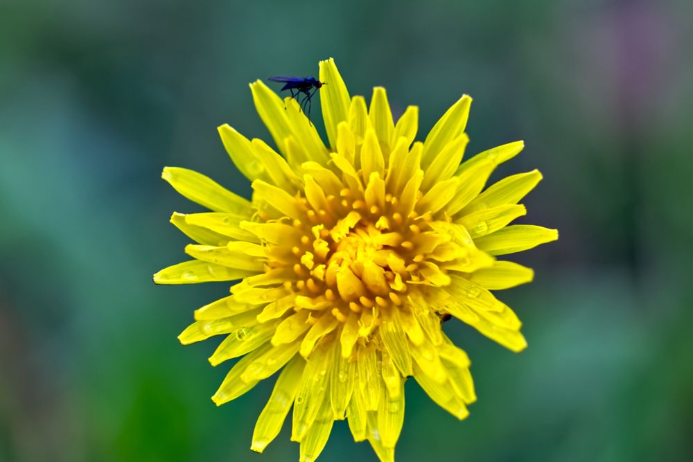 Pieni ötökkä voikukan terälehdellä.