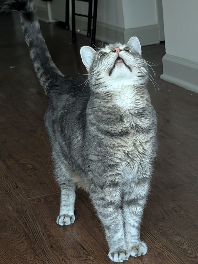 Gray hair cat looking up like the world's biggest idiot