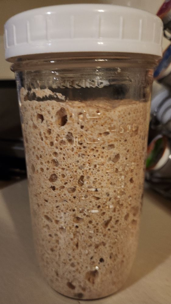A whole wheat sourdough starter that has risen and bubbled to the top of a ball asparagus (1 1/2 quart) jar