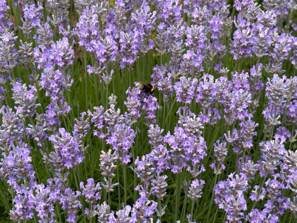 Lavender flowers, a sea of purple with #BonusBee