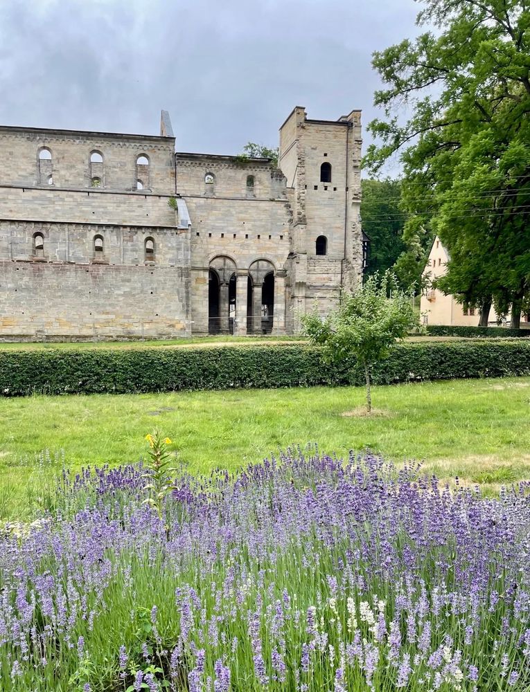 in the foreground lavender bushes, in the background the intact walls of the massive church's nave, but without window nor roof.  