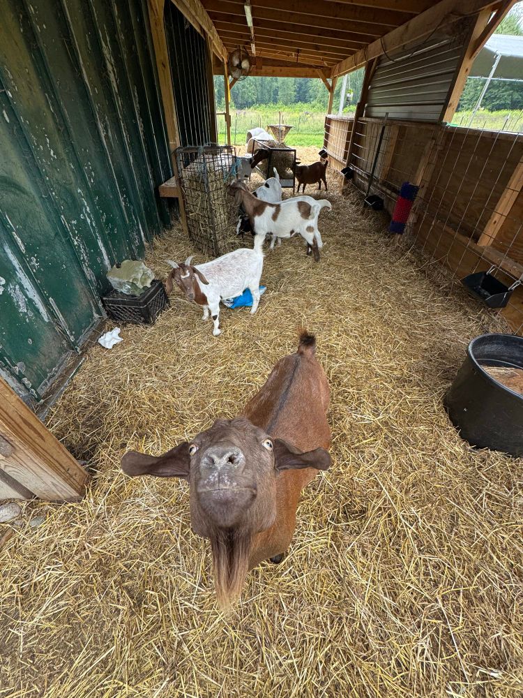 Goats love to sniff your camera. 