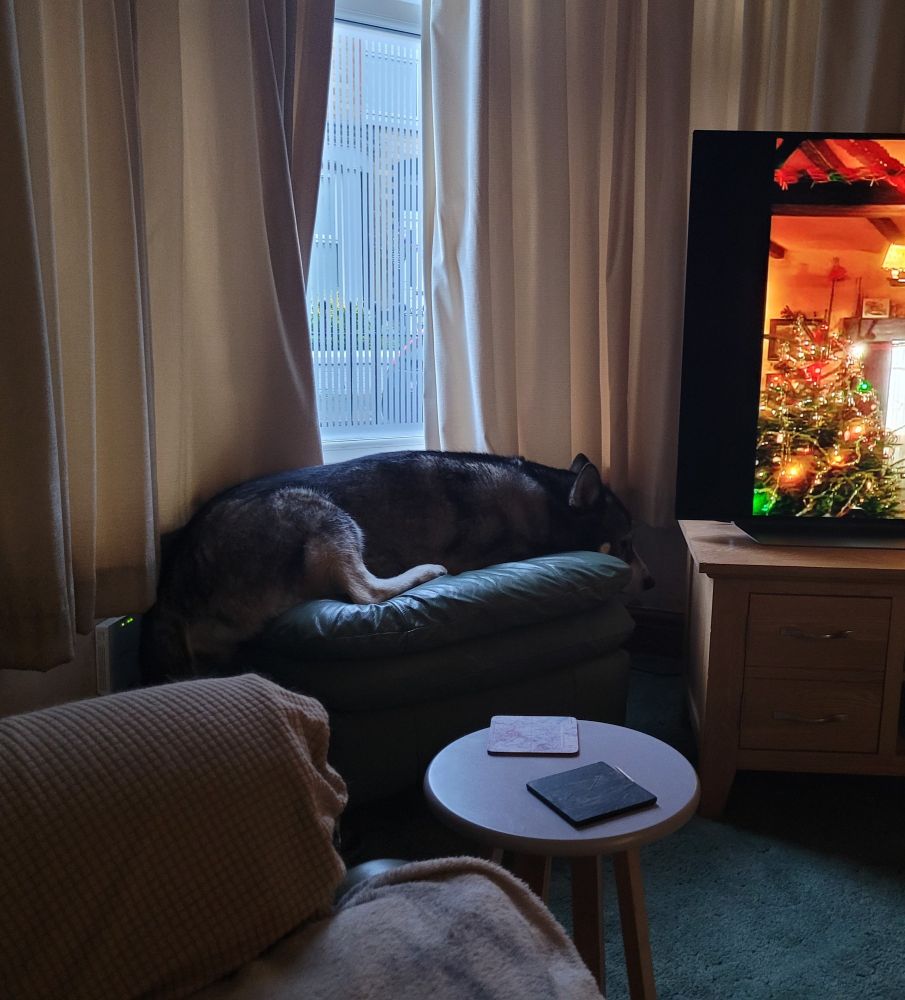 Ossie waiting for imaginary cat to reappear from behind the tv.
