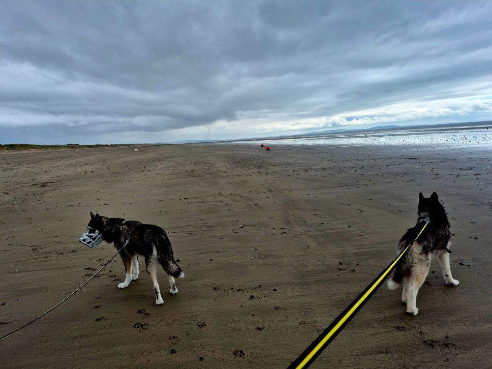 Ossie and Mya on Pendine Sands beach