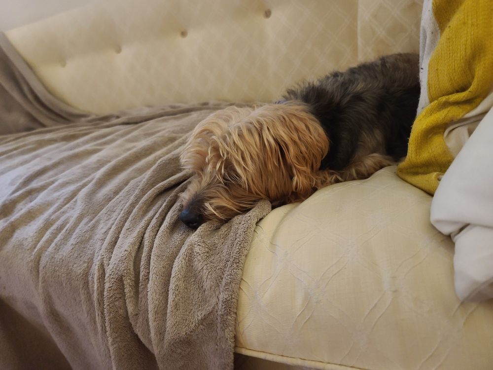 Terrier sleeping on a pale coloured sofa