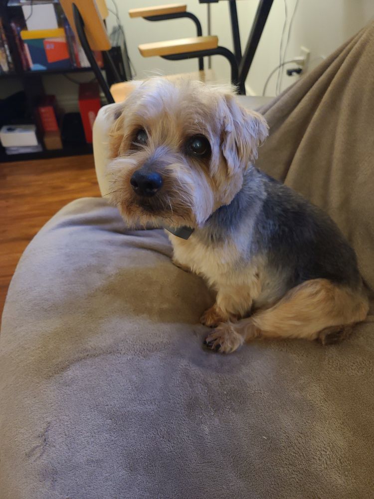 Terrier with short golden hair, recently cut, looking up with big round eyes
