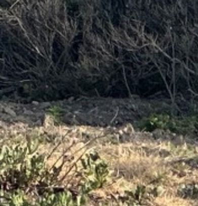 a bunny, invisible to the naked eye