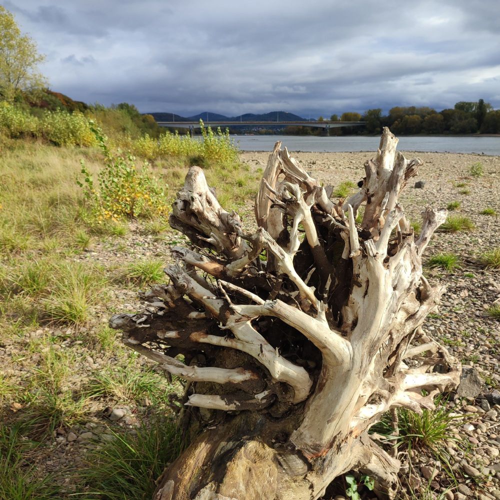 Eine Baumwurzel als Treibholz am Rhein in der Sonne. Im Hintergrund das Siebengebirge und dunkle Wolken am Himmel.