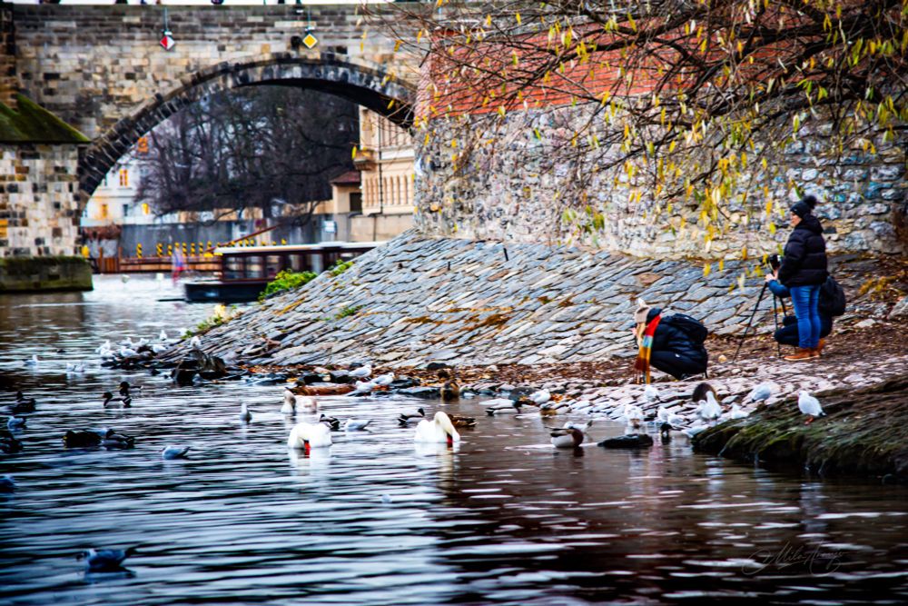 Photographers gather to take photos of the white swans on the edges of the river at the Charles Bridge a calm late autumn scene in Prague
