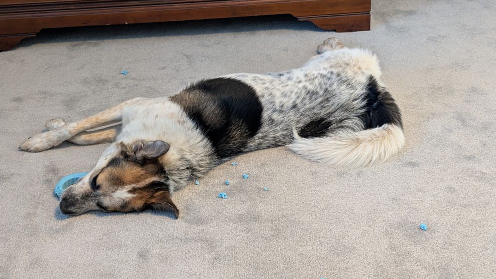 A multicolor dog sleeps on his side clutching a chew toy he has destroyed.