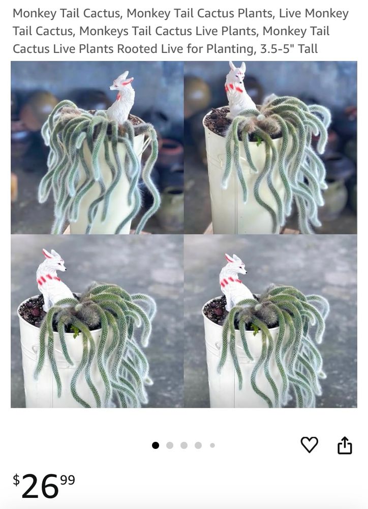 Amazon add for Monkey Tail Cactus, Monkey Tail Cactus Plants, Live Monkey Tail Cactus, Monkeys Tail Cactus Live Plants, Monkey Tail Cactus Live Plants Rooted Live for Planting, 3.5-5" Tall