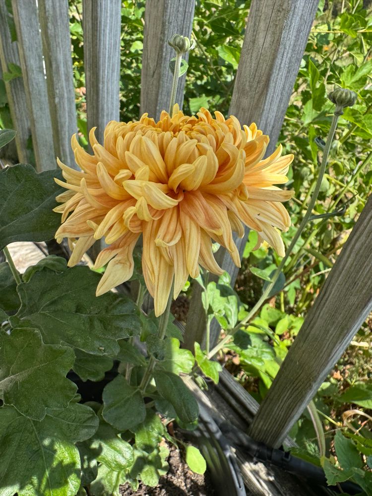 Nijin Bigo. A large muted orange Irregular Incurved. She’s freshly opened, so those back petals will develop a fair bit, and I’ll keep posting.