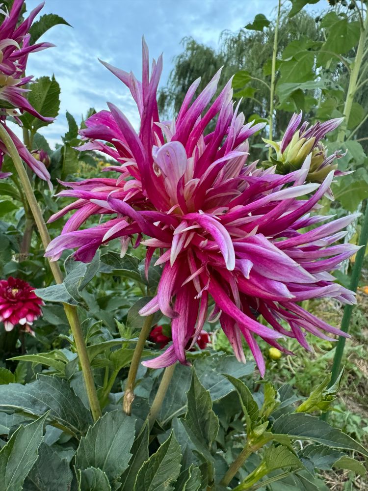 China Town, a chaotic pink and white Riot of thin petals