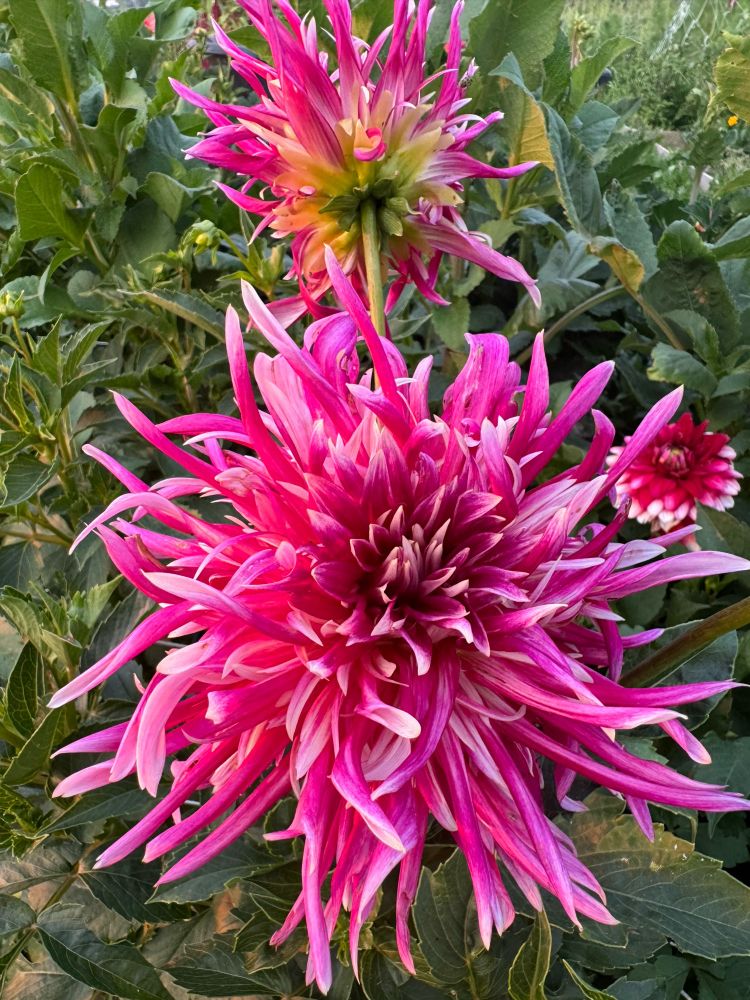 Uuugggghhhh. I can’t stand it. I love this one SO MUCH. China Town, a chaotic blend of long and short thin curly petals in shades of pink, from nearly white to dark magenta.