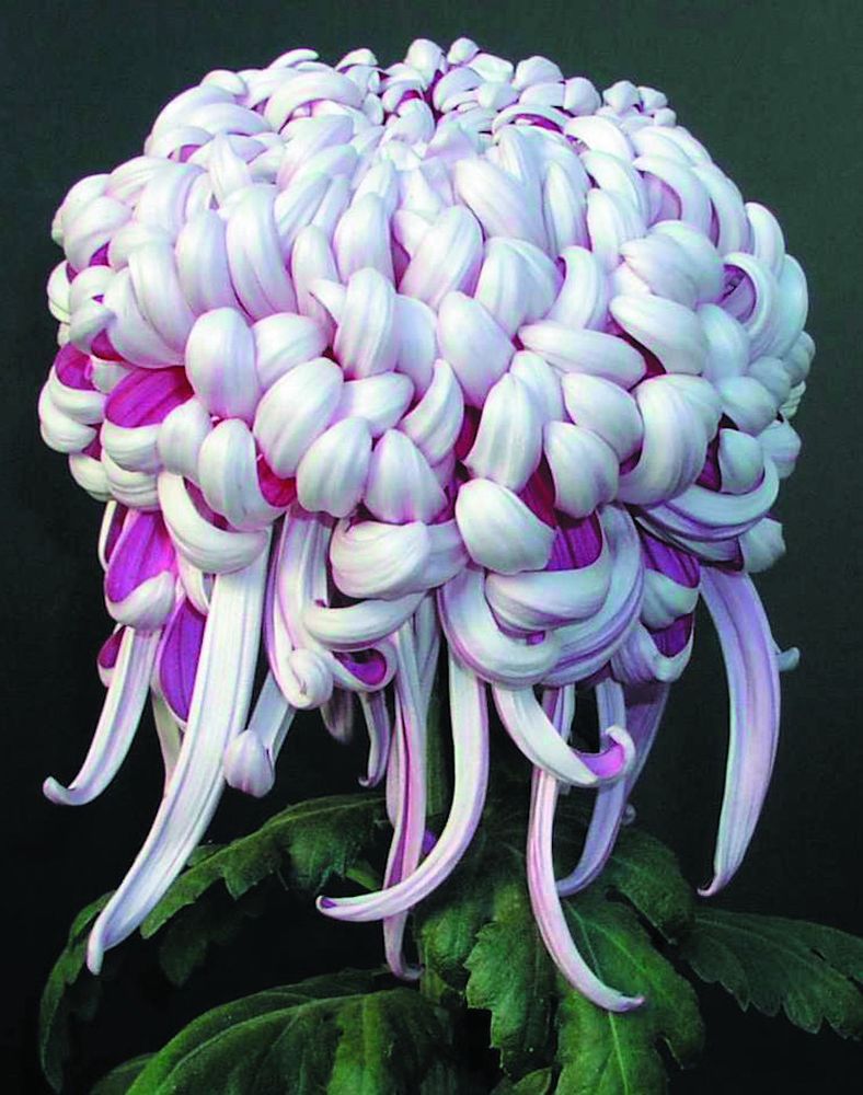 Kokka Bonmi

Photo from Kings Mums: https://kingsmums.com/product/kokka-bunmi/