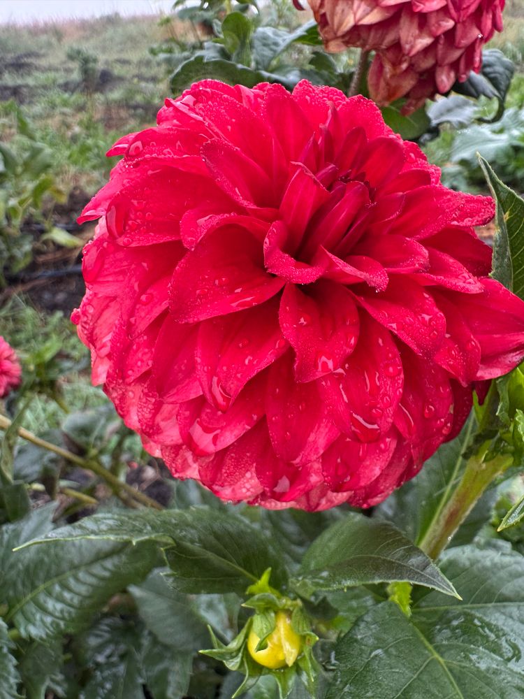 Audrey Grace. A red formal decorative. Not normal my thing, but she’s a really lovely tomato red!