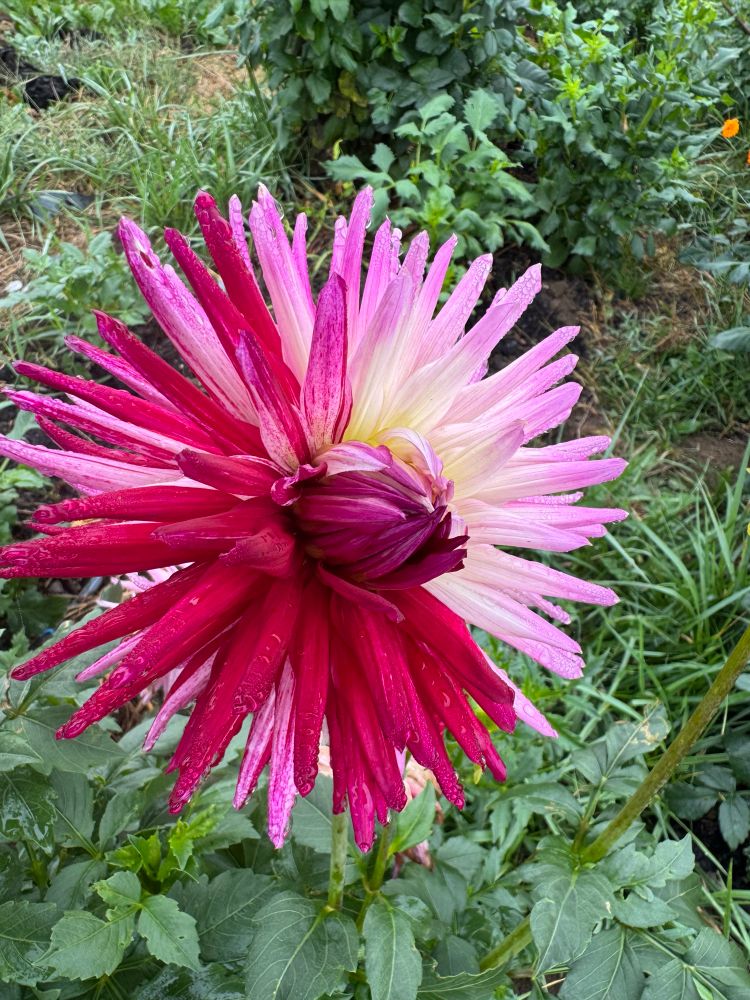 Sandia Barbie. So this one is spouse to be a large pink cactus form. But about half’s the blooms are coming out variegated more or less like this one. And the pink flowers are all lopsided and wonky while the variegated ones are lovely. I don’t know if I have a sport or a mislabel! I might see what the Boleys think.