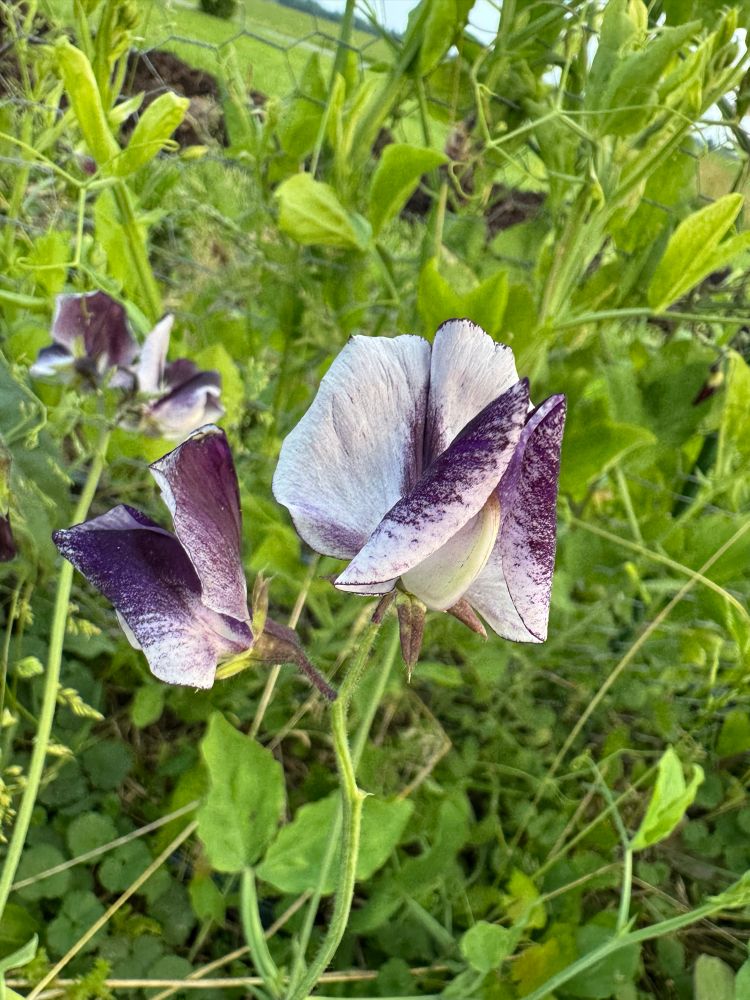 Another Almost Black, I just love the speckling and the rich dark purple.