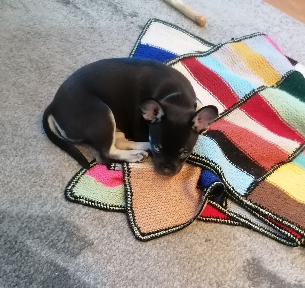 Ein kleiner dunkelbrauner Welpe mit sehr großen Ohren liegt auf einer gehäkelten bunten Decke. Er hat blaue Augen und schaut nach oben. 