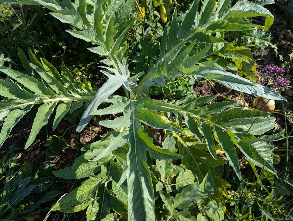 Photo of a large artichoke ish plant, but what is it?
